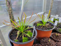 XL Drosera Capensis (Cape Sundew)