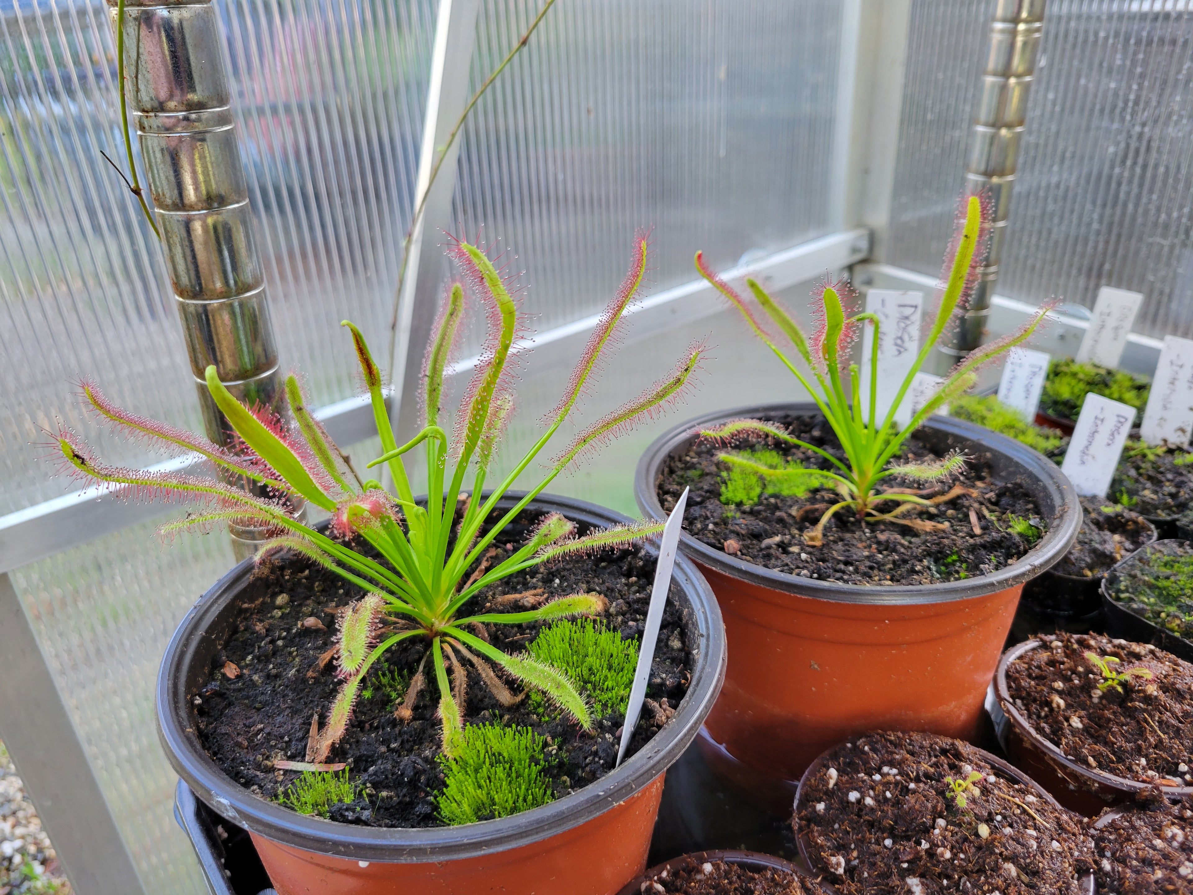 XL Drosera Capensis (Cape Sundew)