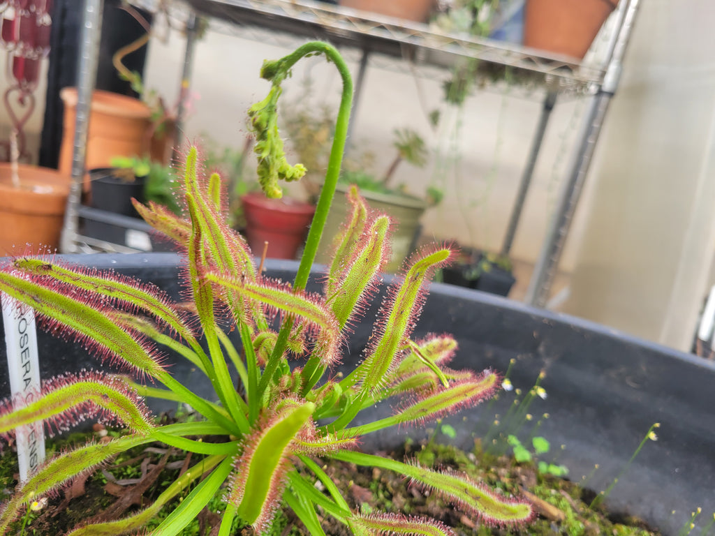XL Drosera Capensis (Cape Sundew)