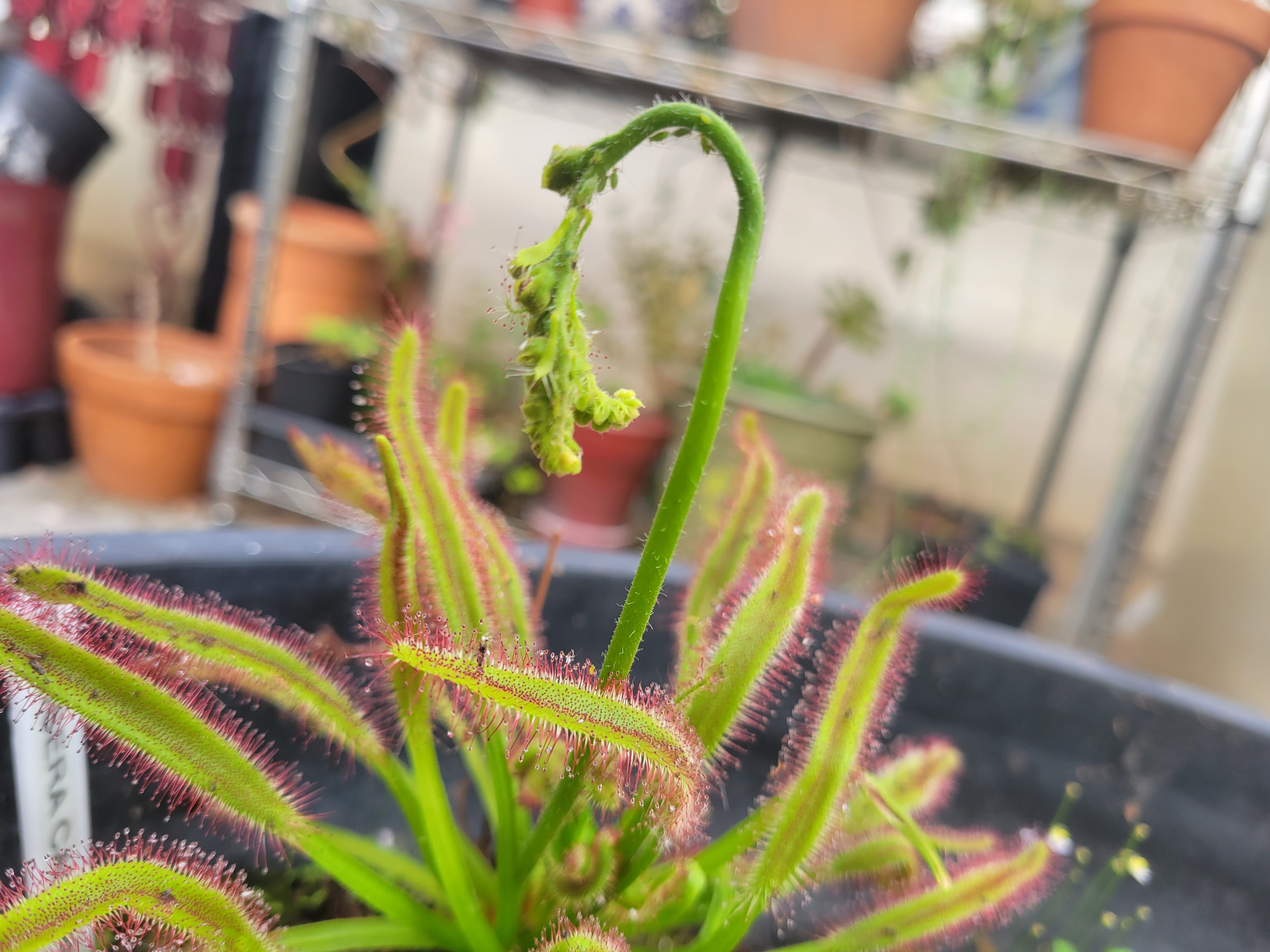 XL Drosera Capensis (Cape Sundew)
