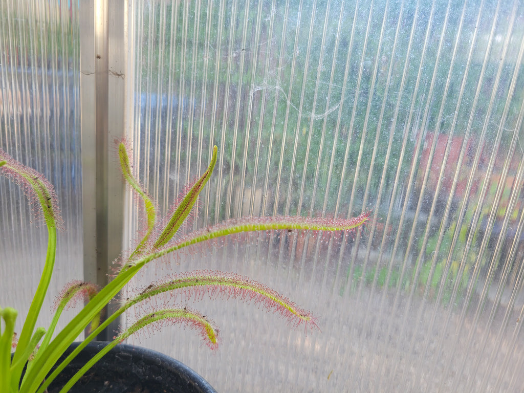 XL Drosera Capensis (Cape Sundew)