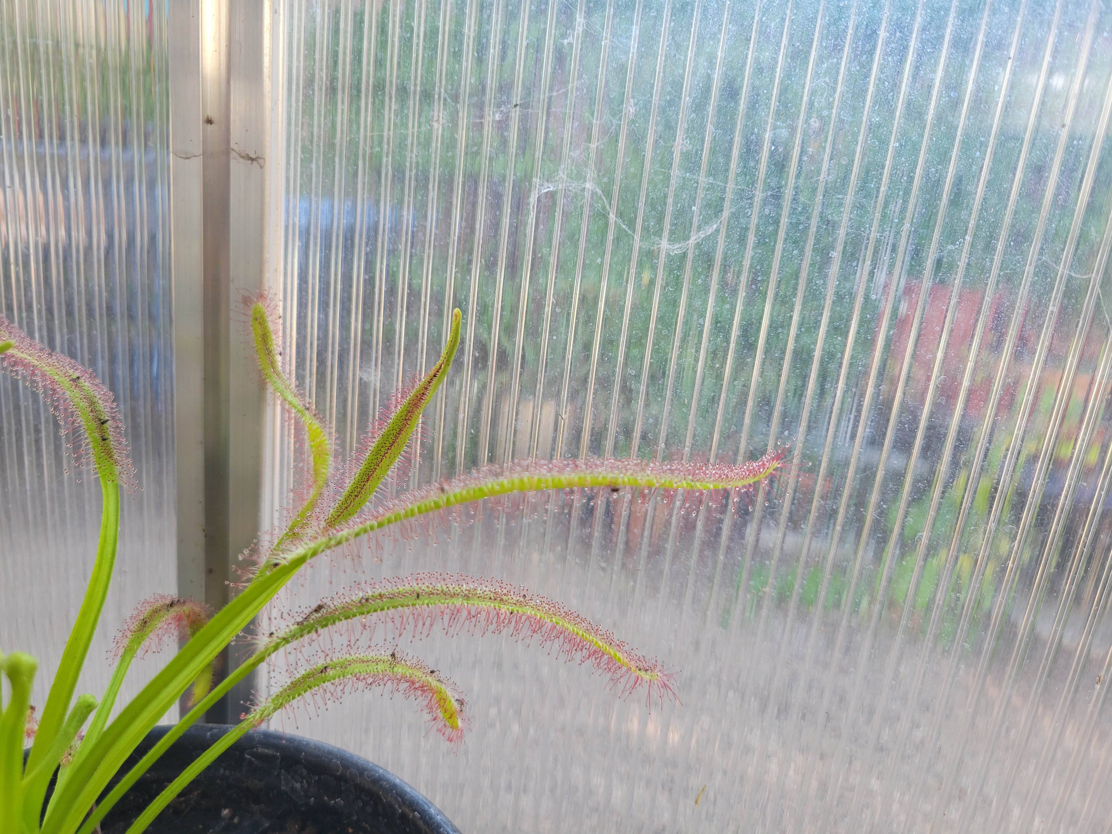 XL Drosera Capensis (Cape Sundew)