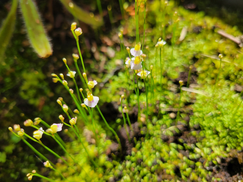 Bladderwort 4 Pack- Utricularia Bisquamata