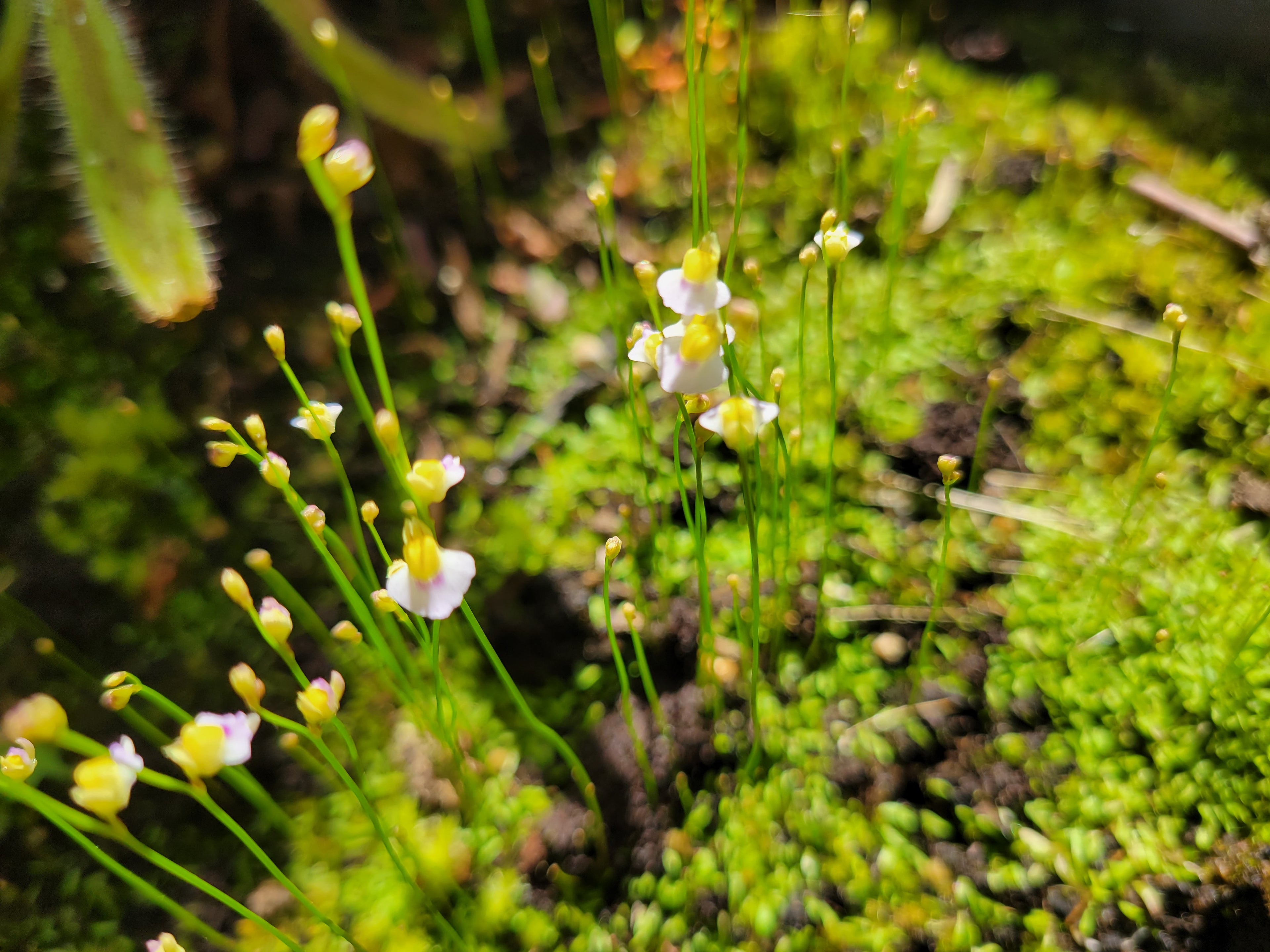 Bladderwort - Utricularia Blanchetii