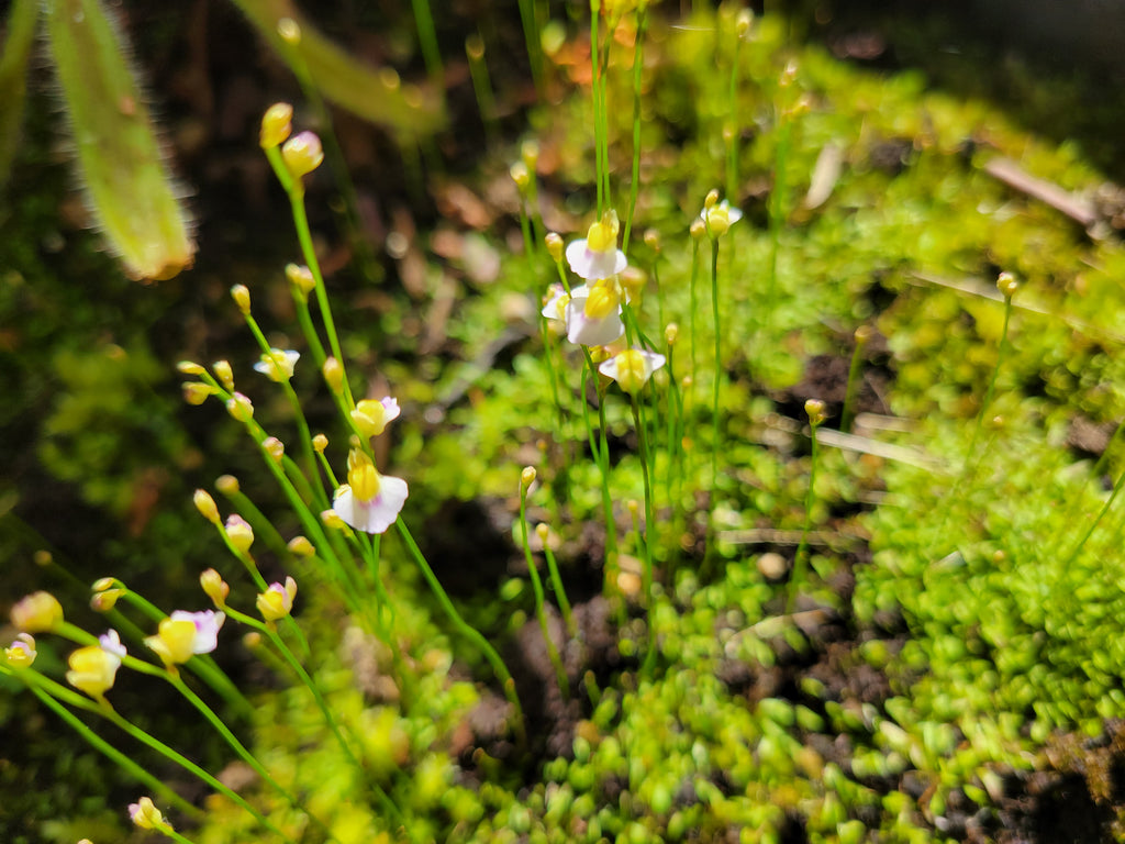 Bladderwort 4 Pack- Utricularia Bisquamata