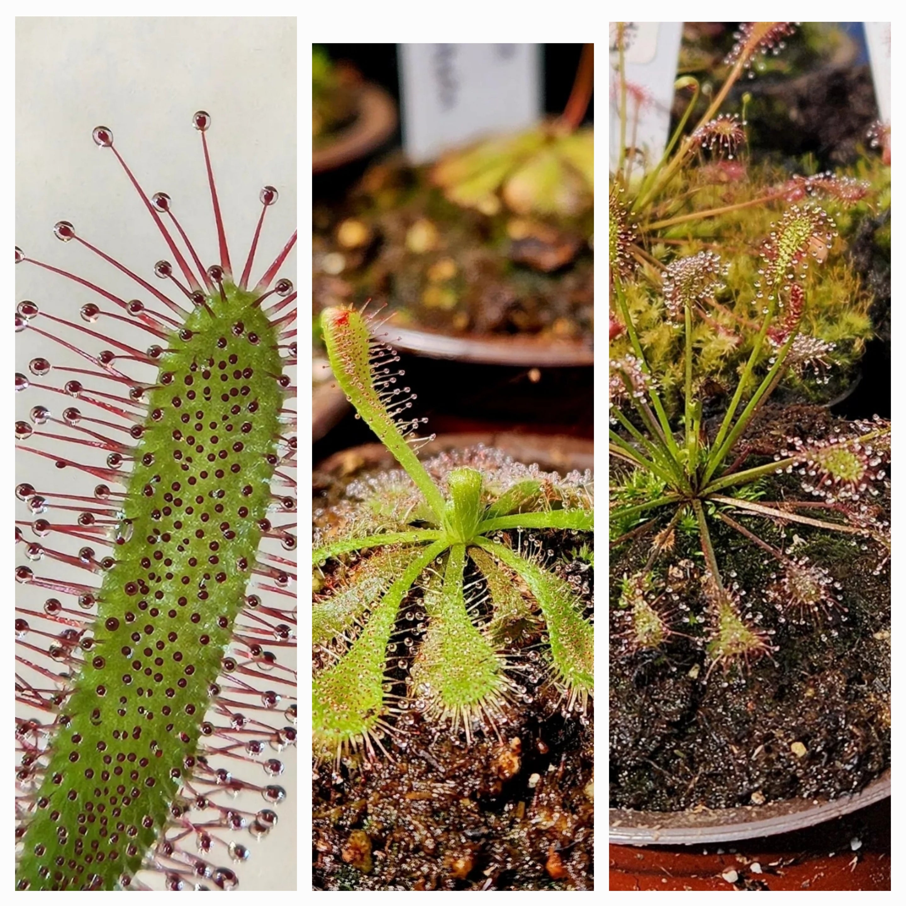 Sundew 3 Pack- Drosera Capensis, Drosera Spatulata, Drosera Intermedia