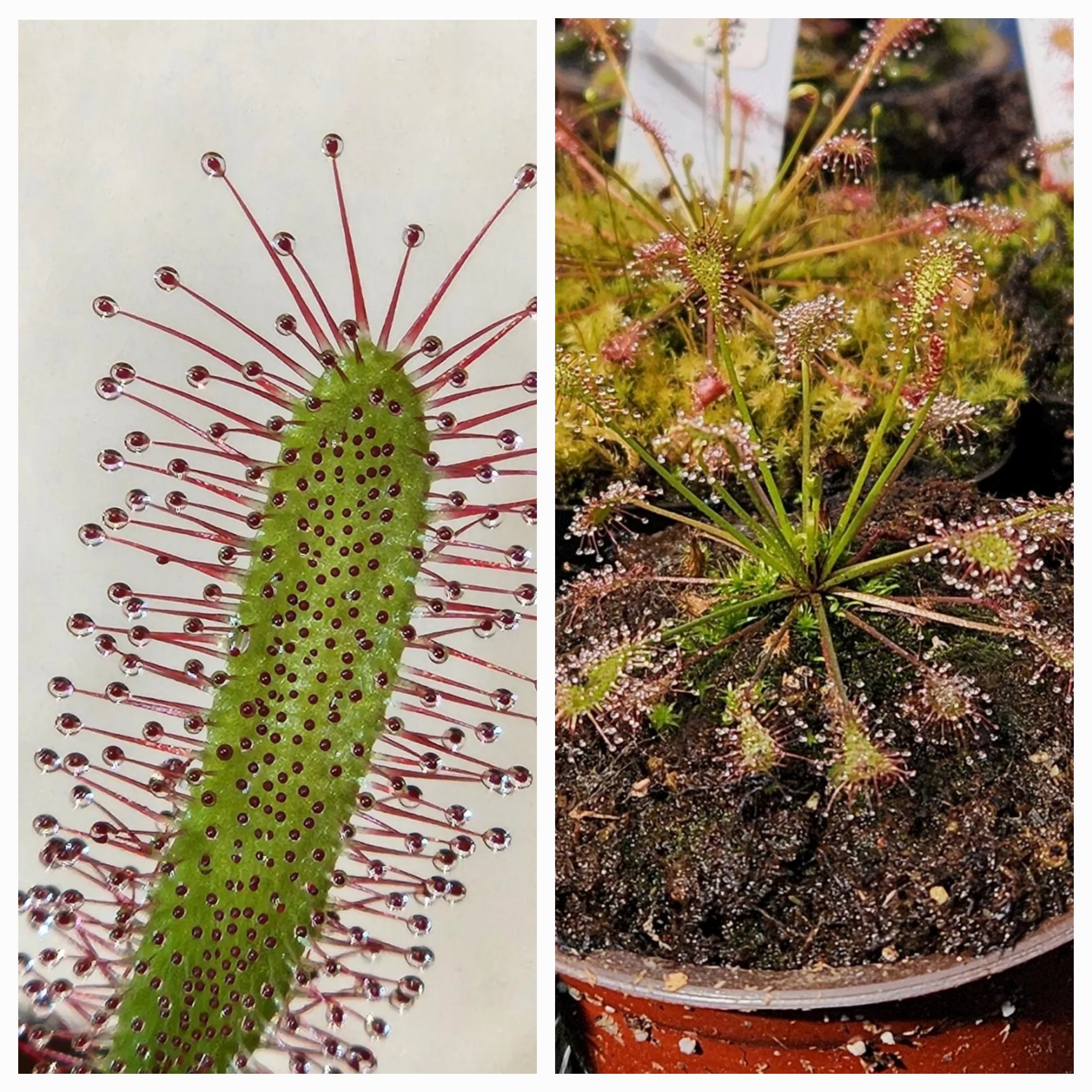 Sundew 2 Pack- Drosera Capensis, Drosera Intermedia