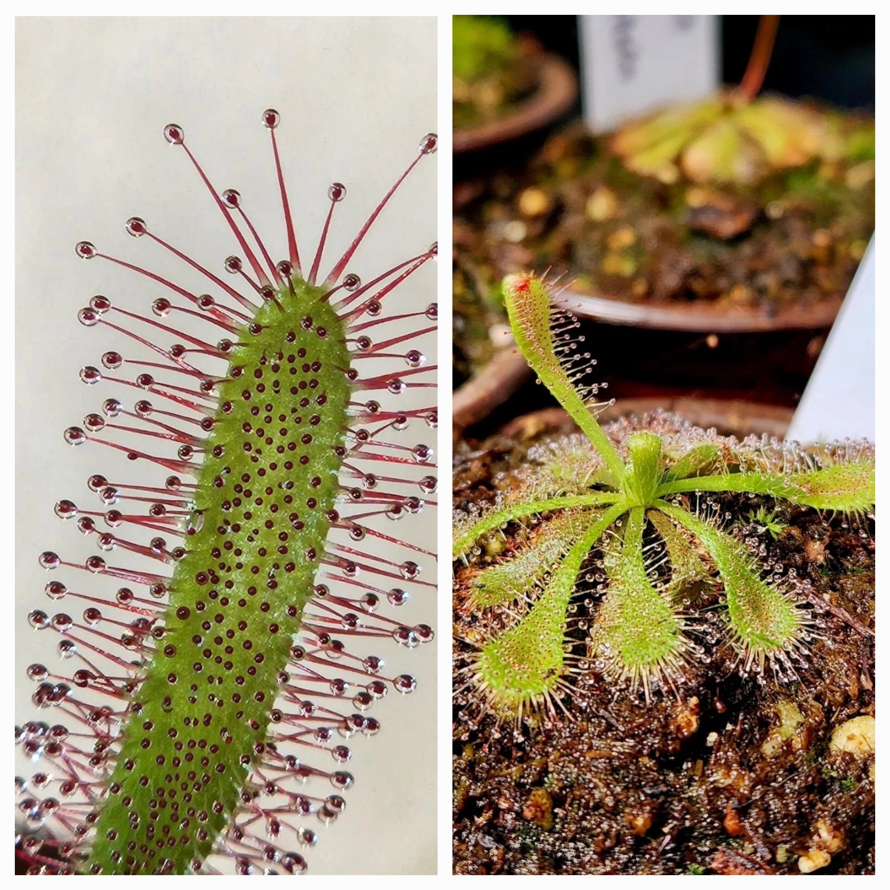 Sundew 2 Pack- Drosera Capensis, Drosera Spatulata