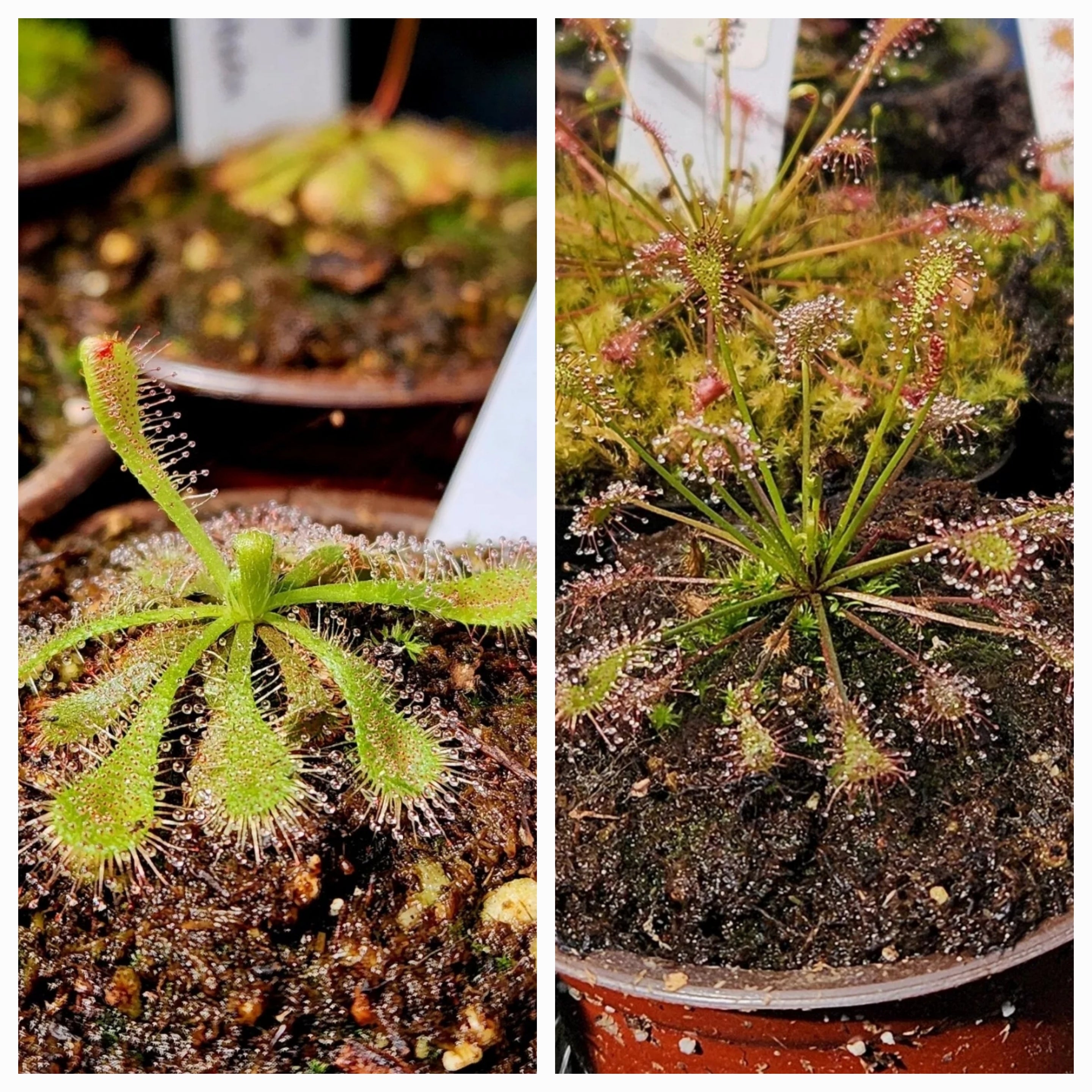 Sundew 2 Pack- Drosera Spatulata, Drosera Intermedia