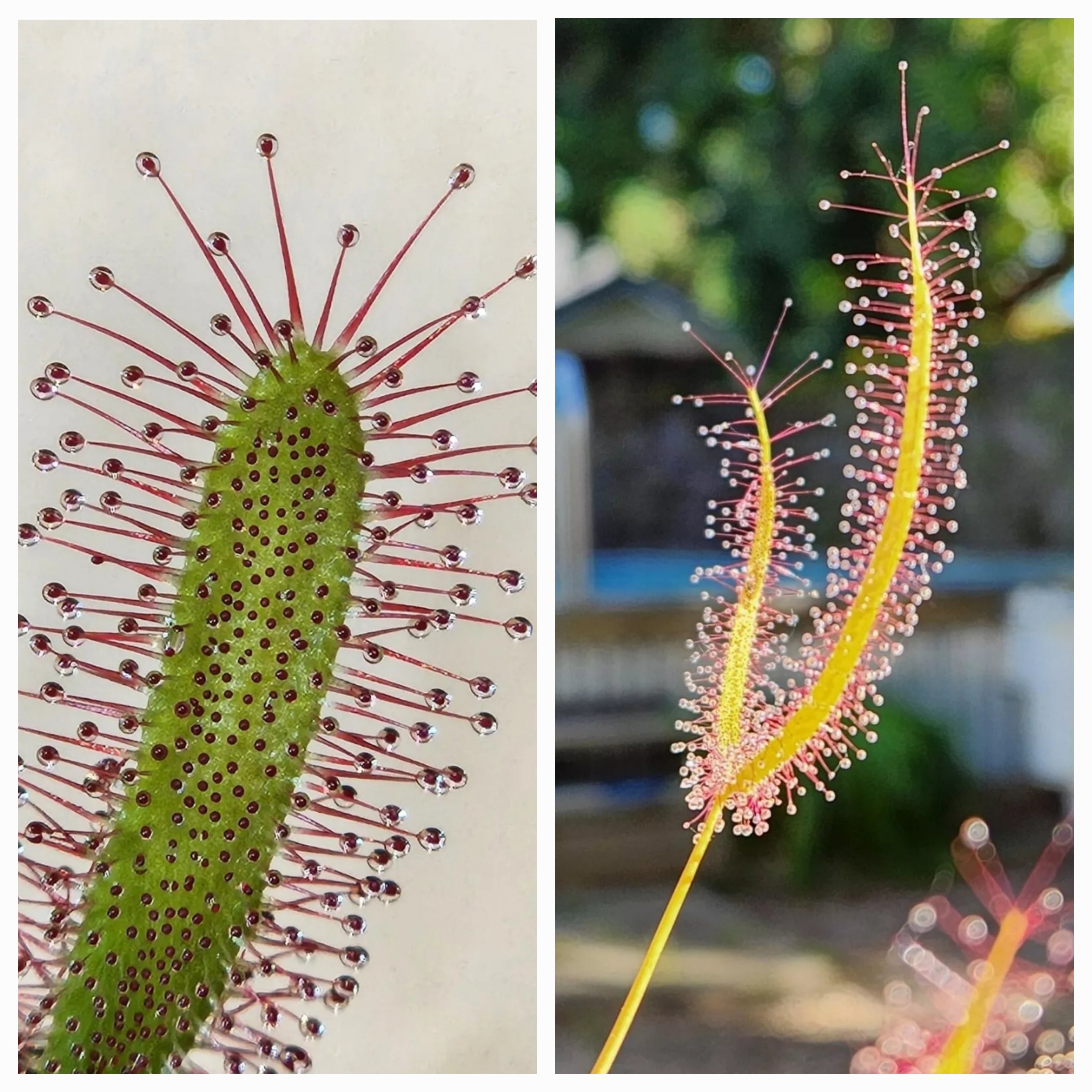 Sundew 2 Pack -(Dosera Capensis, Drosera Binita)