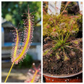 Sundew 2 Pack -(Drosera Binita, Drosera Intermedia)