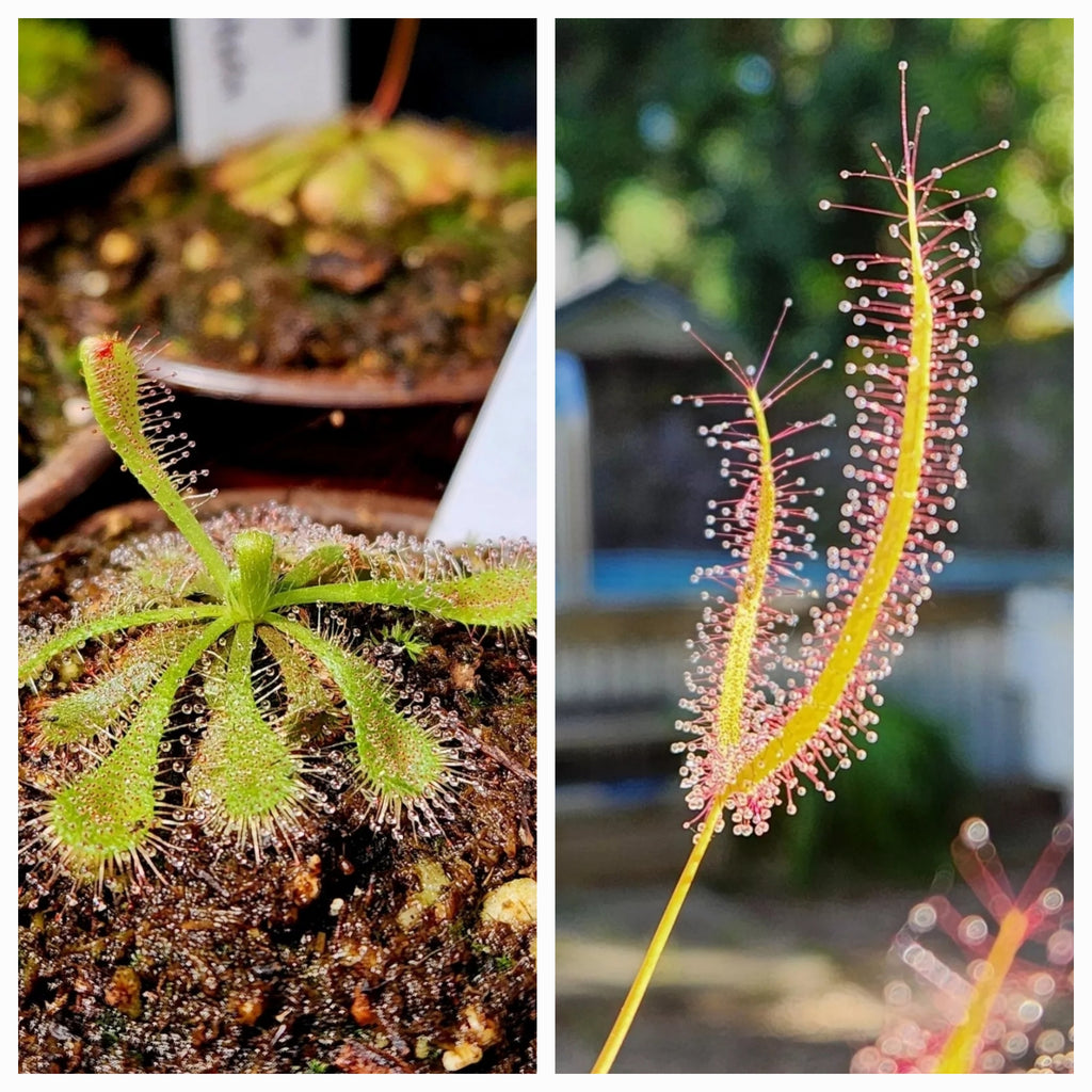 Sundew 2 Pack -(Drosera Spatulata, Drosera Binita)