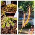 Sundew 2 Pack -(Drosera Spatulata, Drosera Binita)