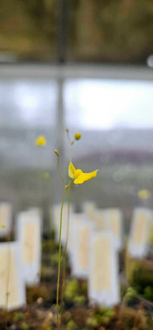 Bladderwort (Utricularia) Subulata