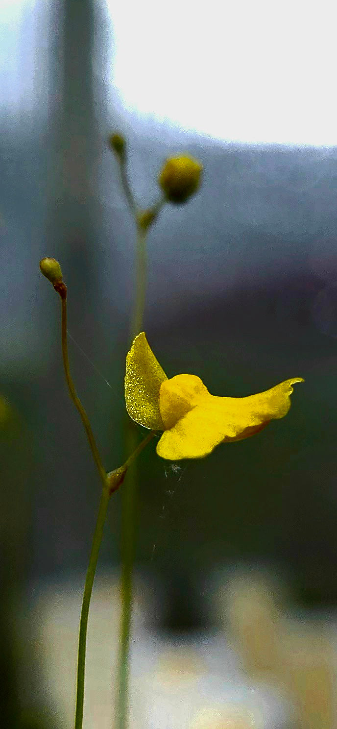 Carnivorous Plant 2 Pack- (Sundew & Bladderwort) Drosera Capensis, Utricularia Subulat
