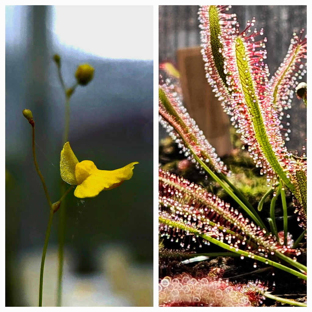 Carnivorous Plant 2 Pack- (Sundew & Bladderwort) Drosera Capensis, Utricularia Subulat
