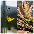 Carnivorous Plant 2 Pack- (Sundew & Bladderwort) Drosera Capensis, Utricularia Subulat