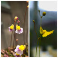 Bladderwort Seeds - Blanchetii and Subulata