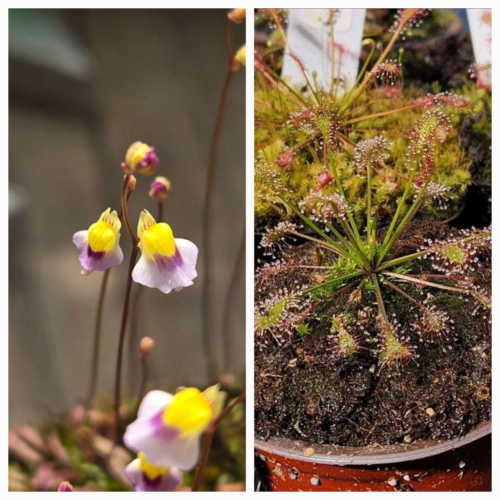 Carnivorous Plant 2 Pack- (Sundew & Bladderwort) Utricularia Blanchetii, Drosera Intermedia