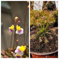 Carnivorous Plant 2 Pack- (Sundew & Bladderwort) Utricularia Blanchetii, Drosera Intermedia