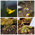 Carnivorous Plant Pack- (Sundews & Bladderworts)