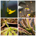 Carnivorous Plant 4 Pack- (Sundews & Bladderworts)