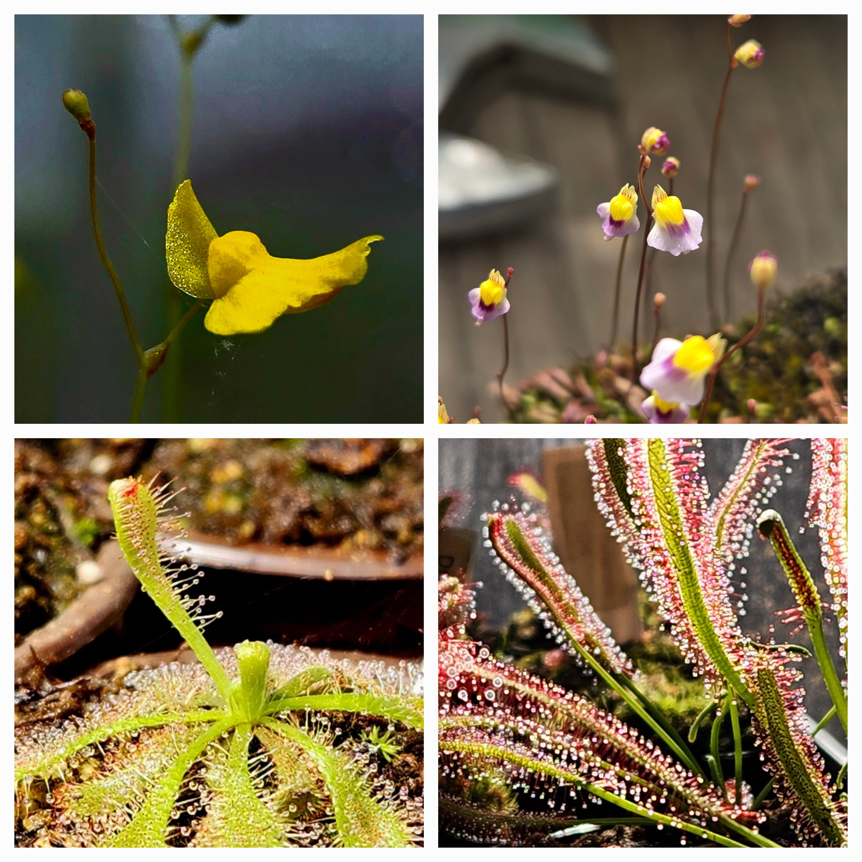 Carnivorous Plant 4 Pack- (Sundews & Bladderworts)