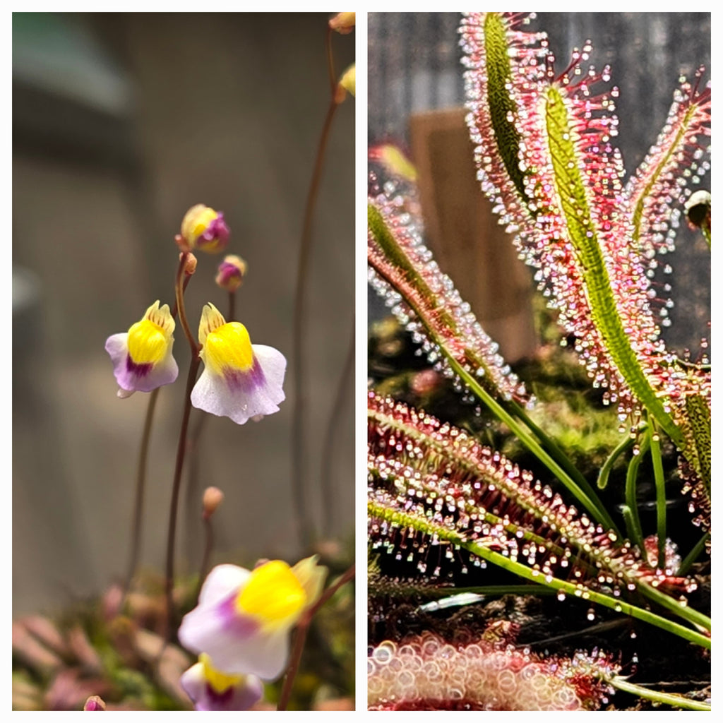 Carnivorous Plant 2 Pack- (Bladderwort & Sundew) Utricularia Blanchetii, Drosera Capensis