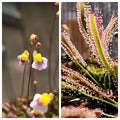 Carnivorous Plant 2 Pack- (Bladderwort & Sundew) Utricularia Blanchetii, Drosera Capensis