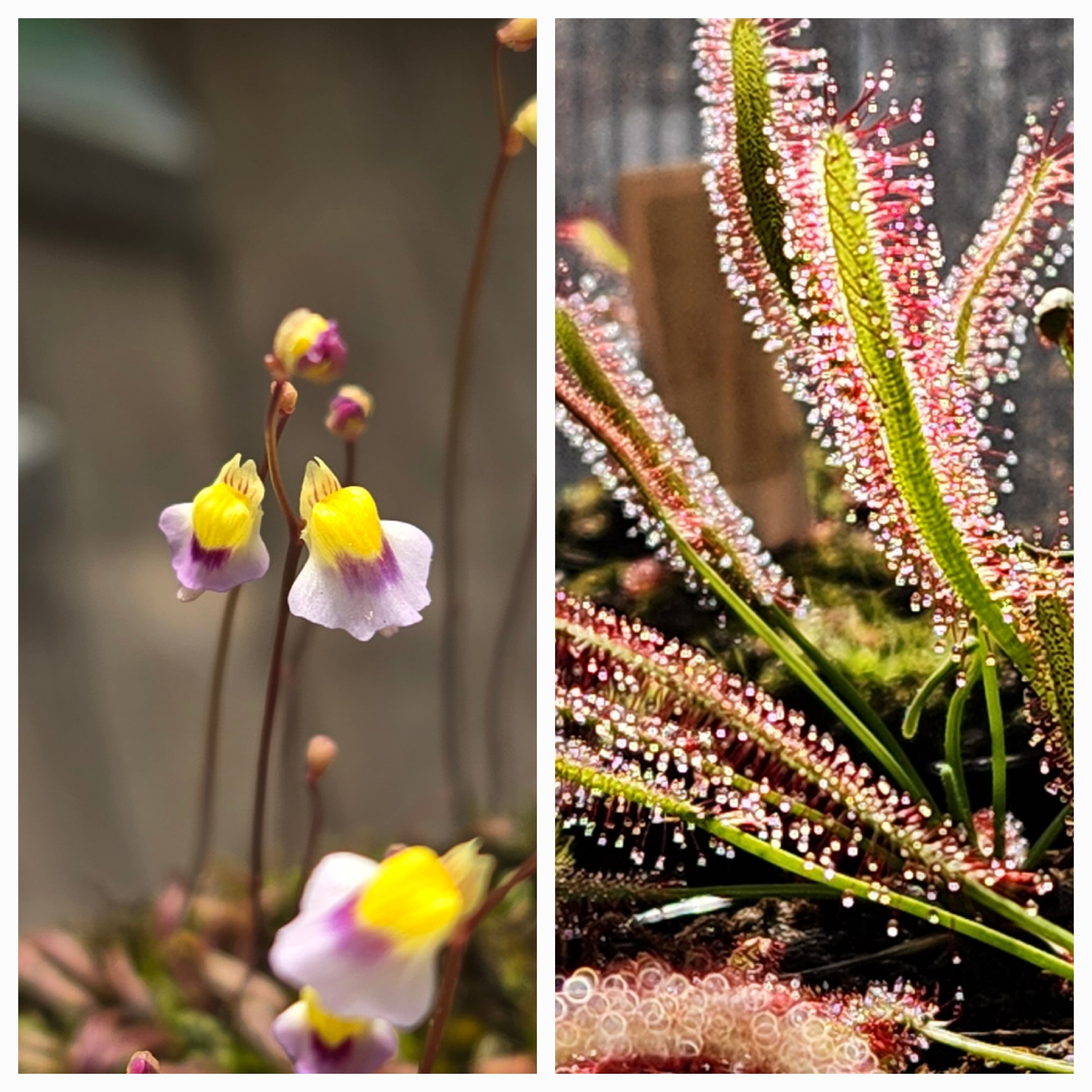 Carnivorous Plant 2 Pack- (Bladderwort & Sundew) Utricularia Blanchetii, Drosera Capensis