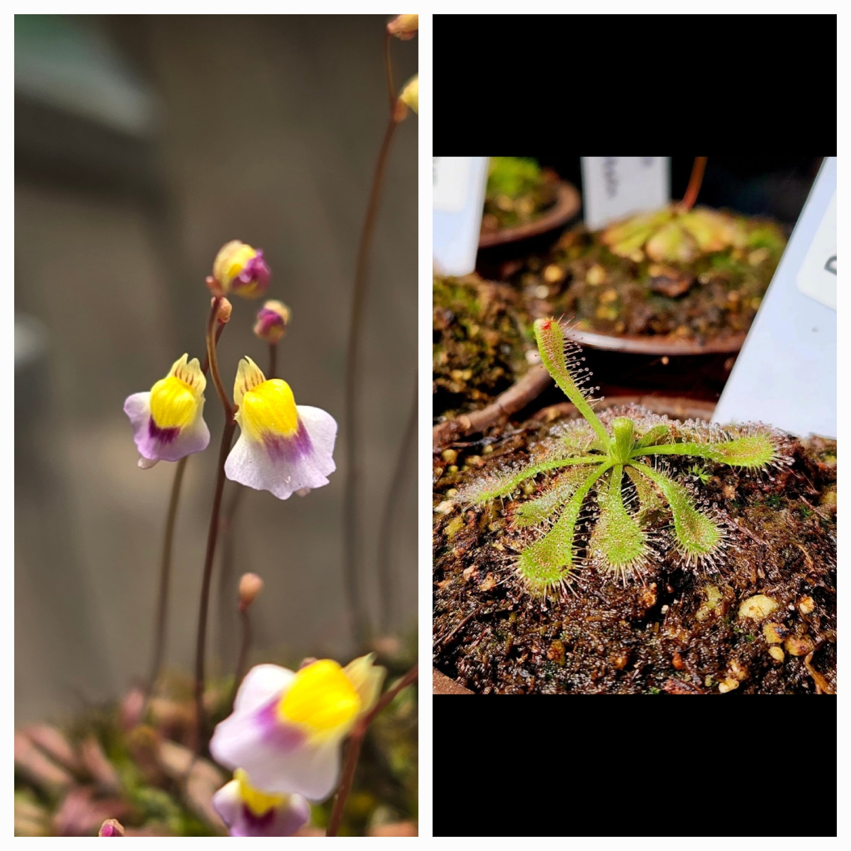 Carnivorous Plant 2 Pack (Bladderwort & Sundew) Utricularia Blanchetii, Drosera Spatulata