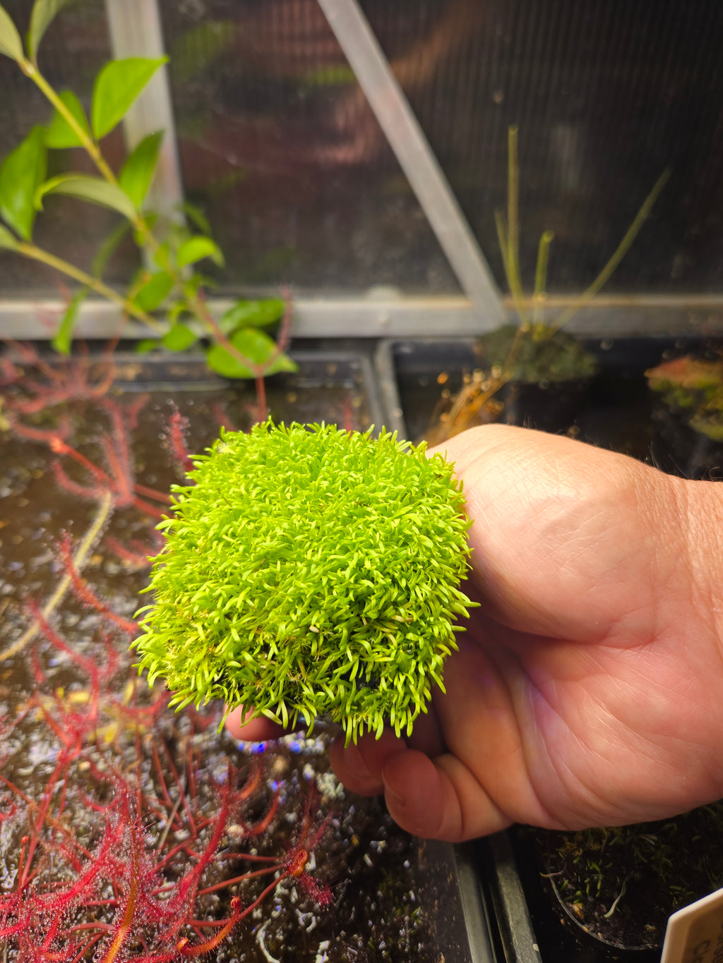 Carnivorous Plant 2 Pack- (Sundew & Bladderwort) Utricularia Blanchetii, Drosera Intermedia