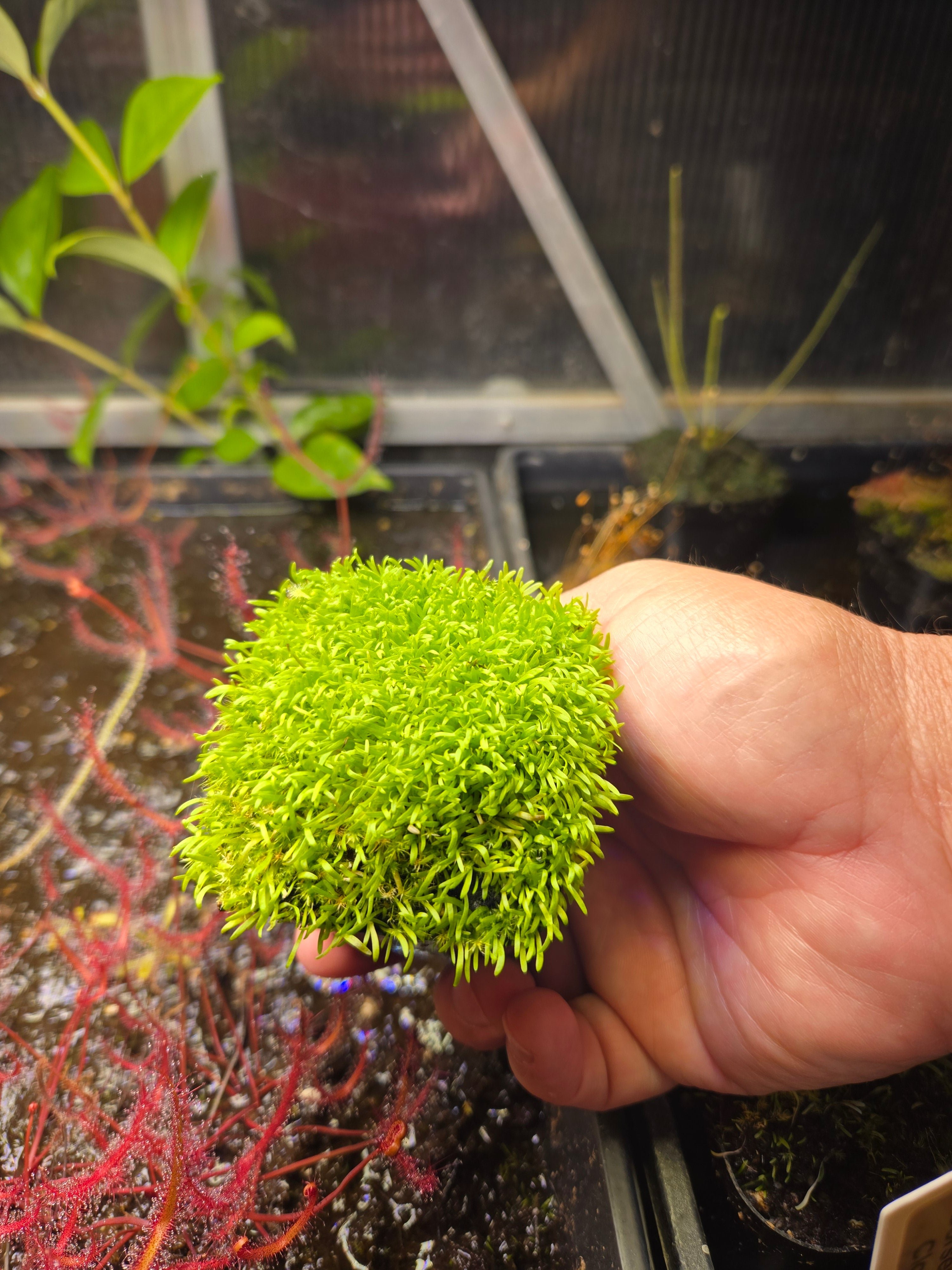 Carnivorous Plant 2 Pack- (Sundew & Bladderwort) Utricularia Blanchetii, Drosera Intermedia