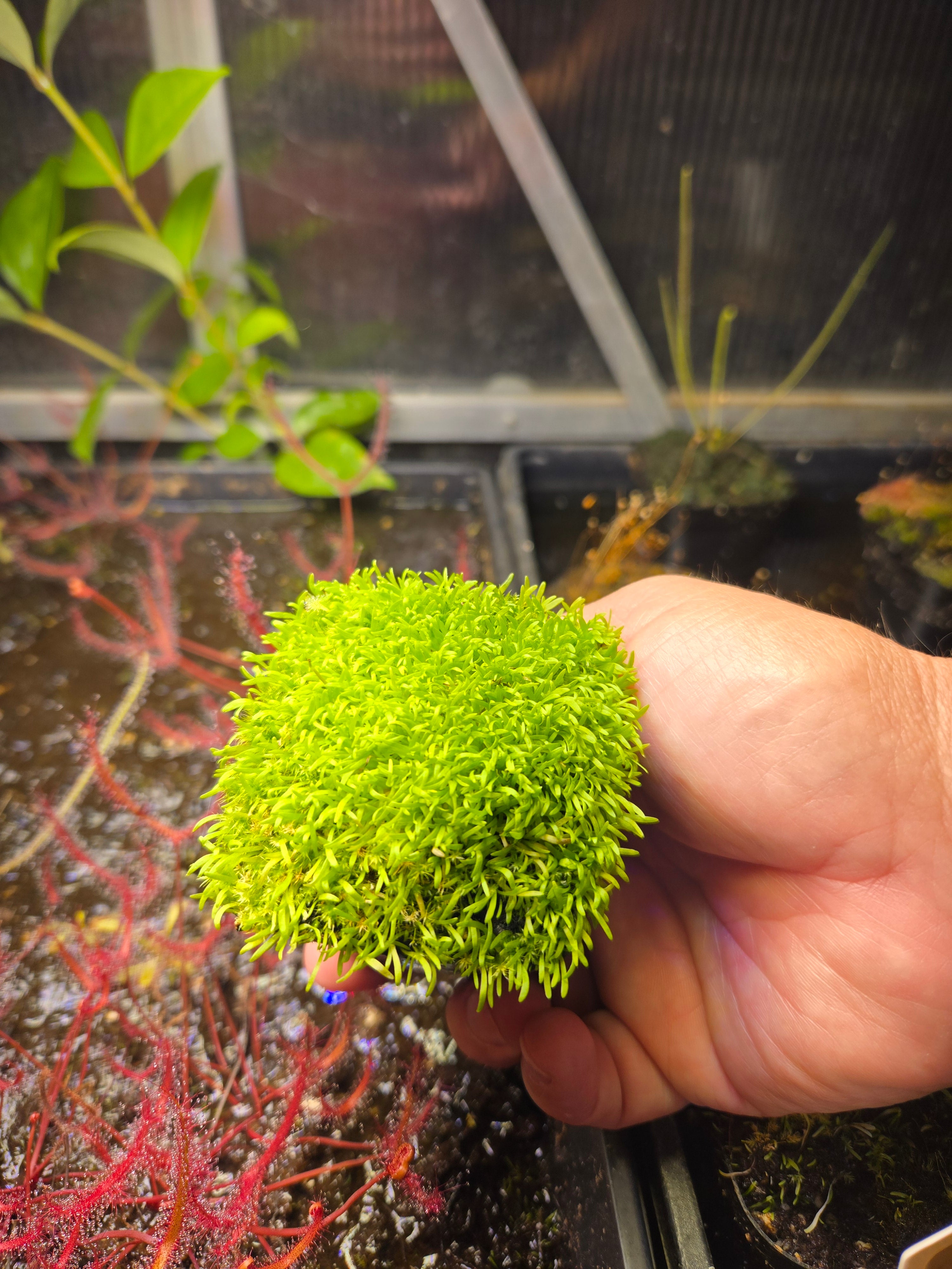 Utricularia Blanchetii -(Bladderwort) Seeds 60+