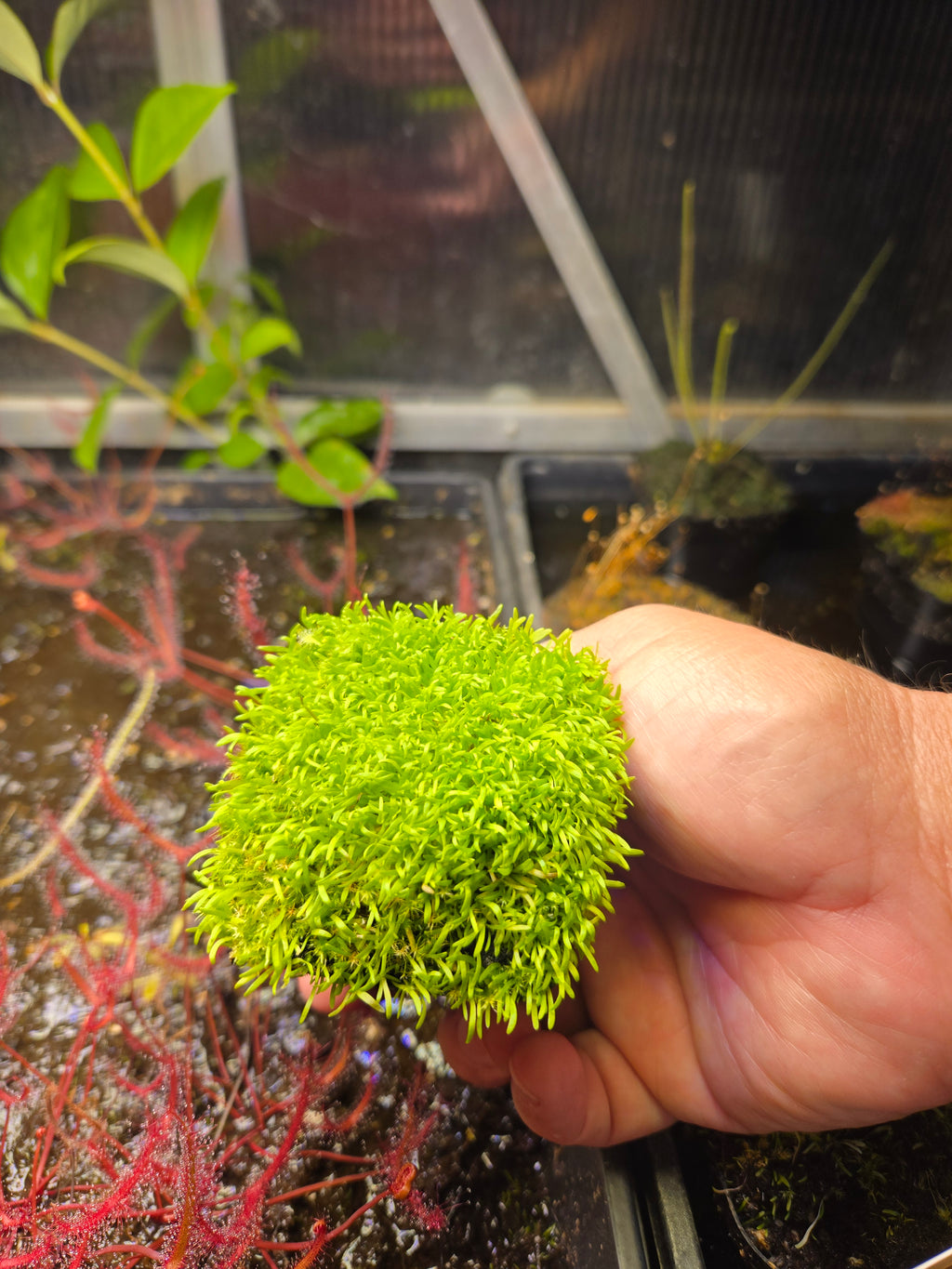 Carnivorous Plant 2 Pack (Bladderwort & Sundew) Utricularia Blanchetii, Drosera Spatulata