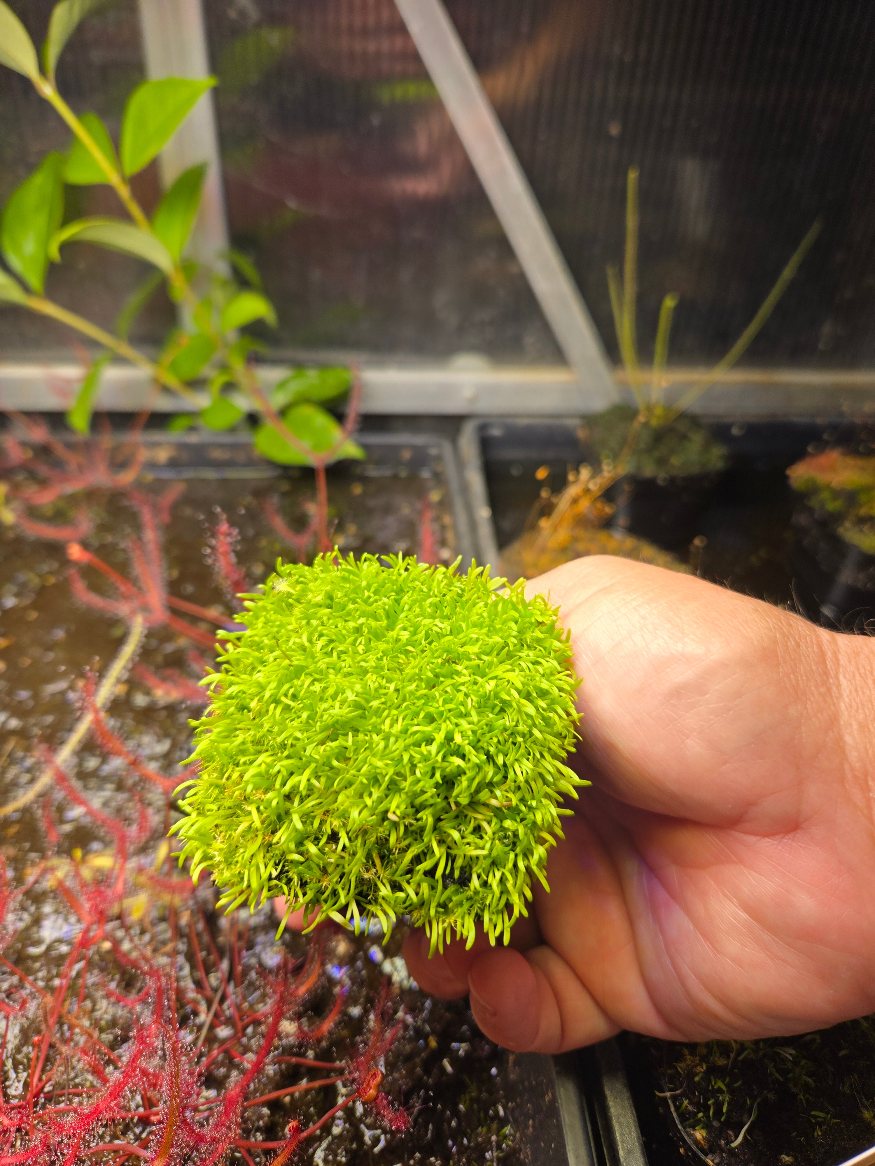 Carnivorous Plant 2 Pack (Bladderwort & Sundew) Utricularia Blanchetii, Drosera Spatulata