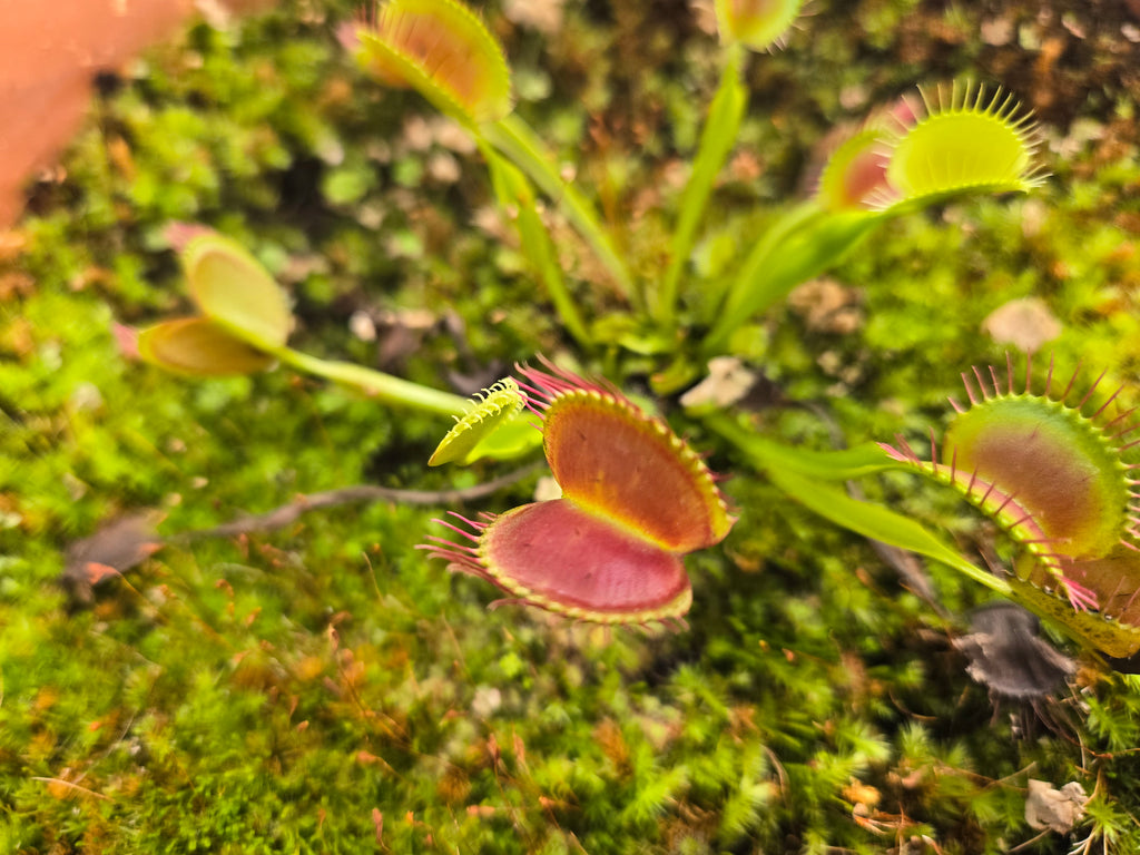 Carnivorous Plant 2 Pack- (Venus Flytrap & Sundew) Dionaea Muscipula, Drosera Spatulata