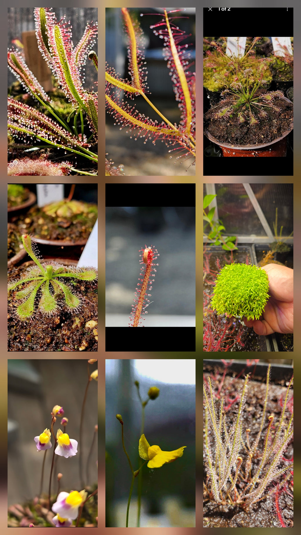 Carnivorous Plant Mixed Seed Pack 100+ (Sundews & Bladderworts)