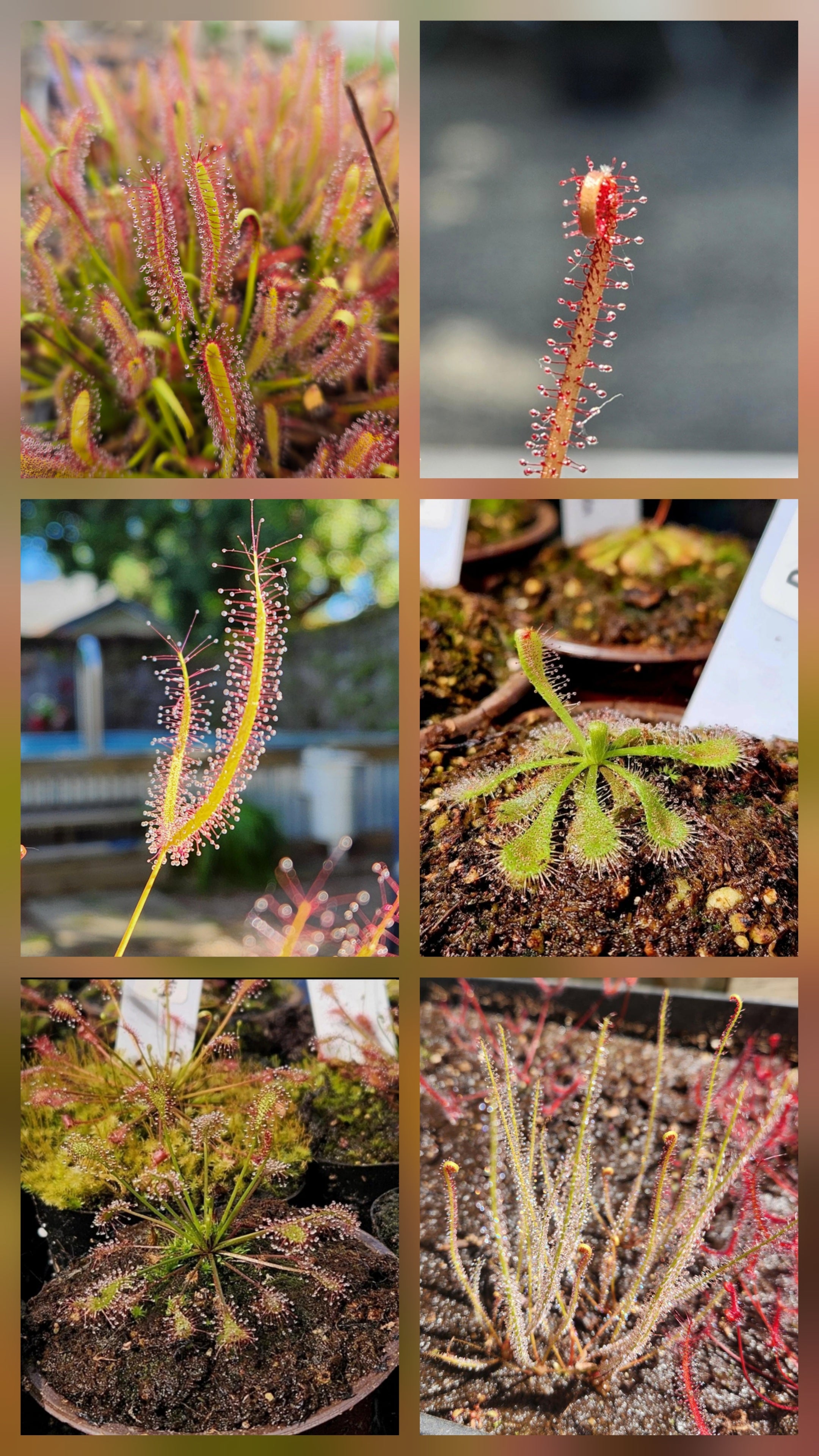 Sundew Seeds Mixed Pack (100+)- D. Capensis, D. Filiformis, D. Binita, D. Spatulata, D. Intermedia