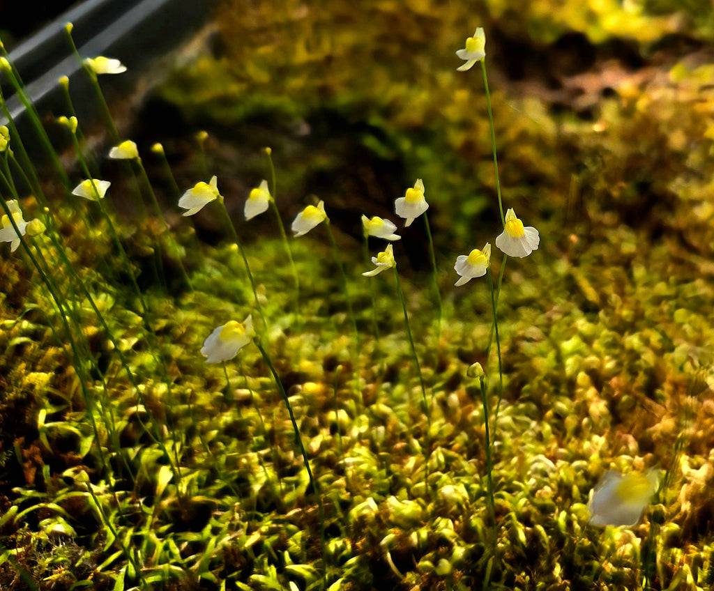 Bladderwort (Utricularia) Bisquamata