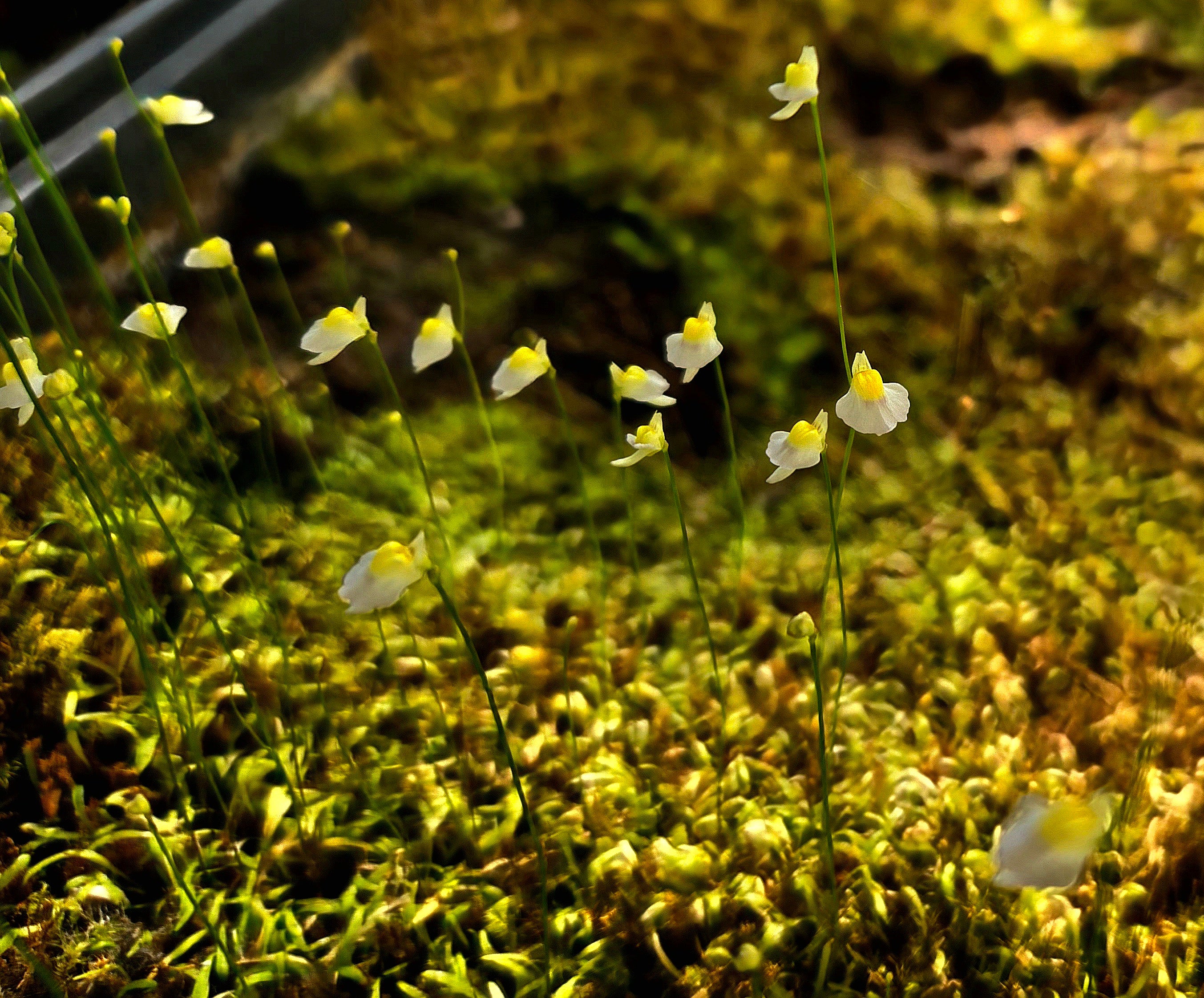 Bladderwort (Utricularia) Bisquamata