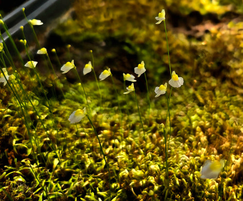 Bladderwort (Utricularia) Bisquamata