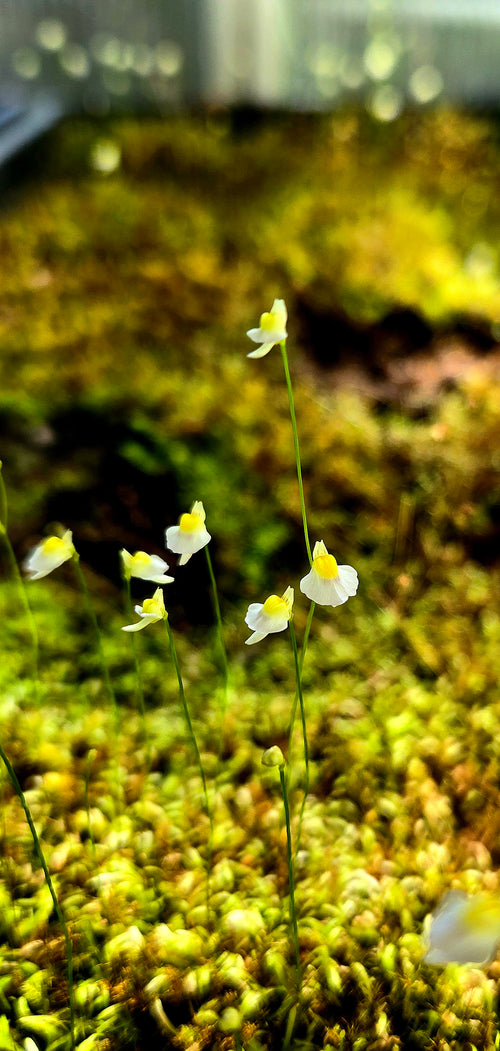 Bladderwort 4 Pack- Utricularia Bisquamata