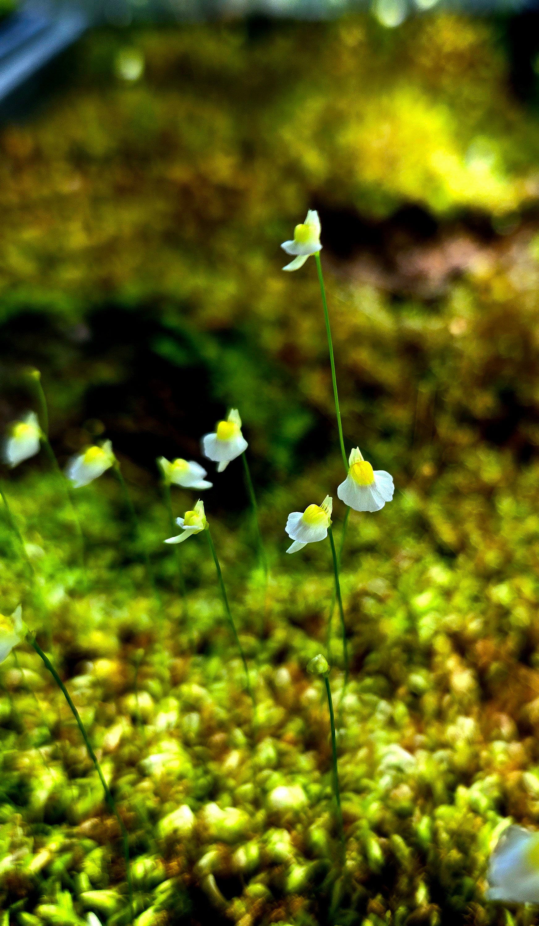 Bladderwort 4 Pack- Utricularia Bisquamata