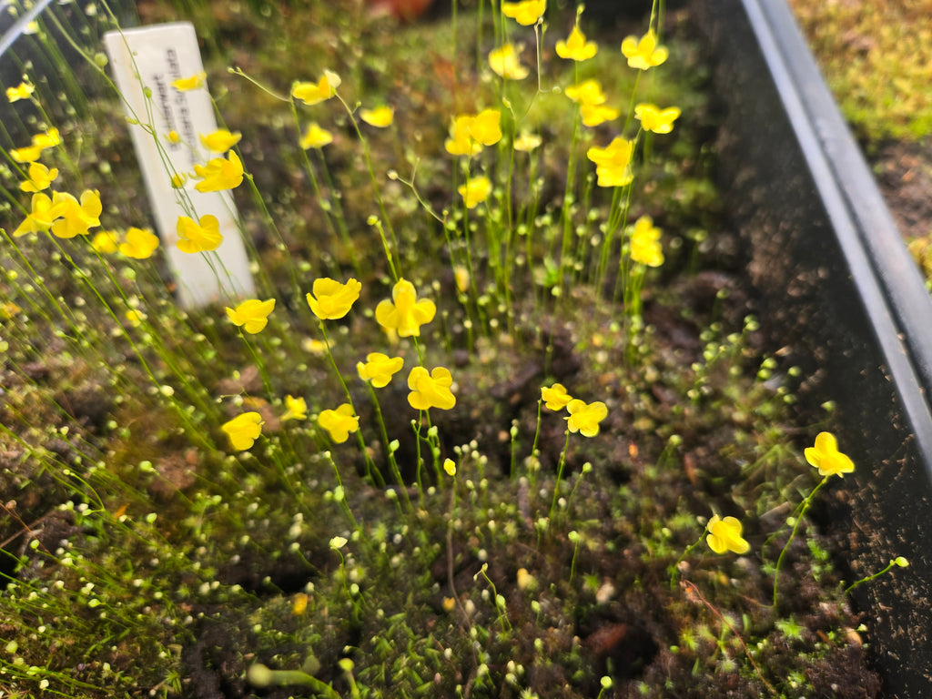 Bladderwort (Utricularia) Subulata