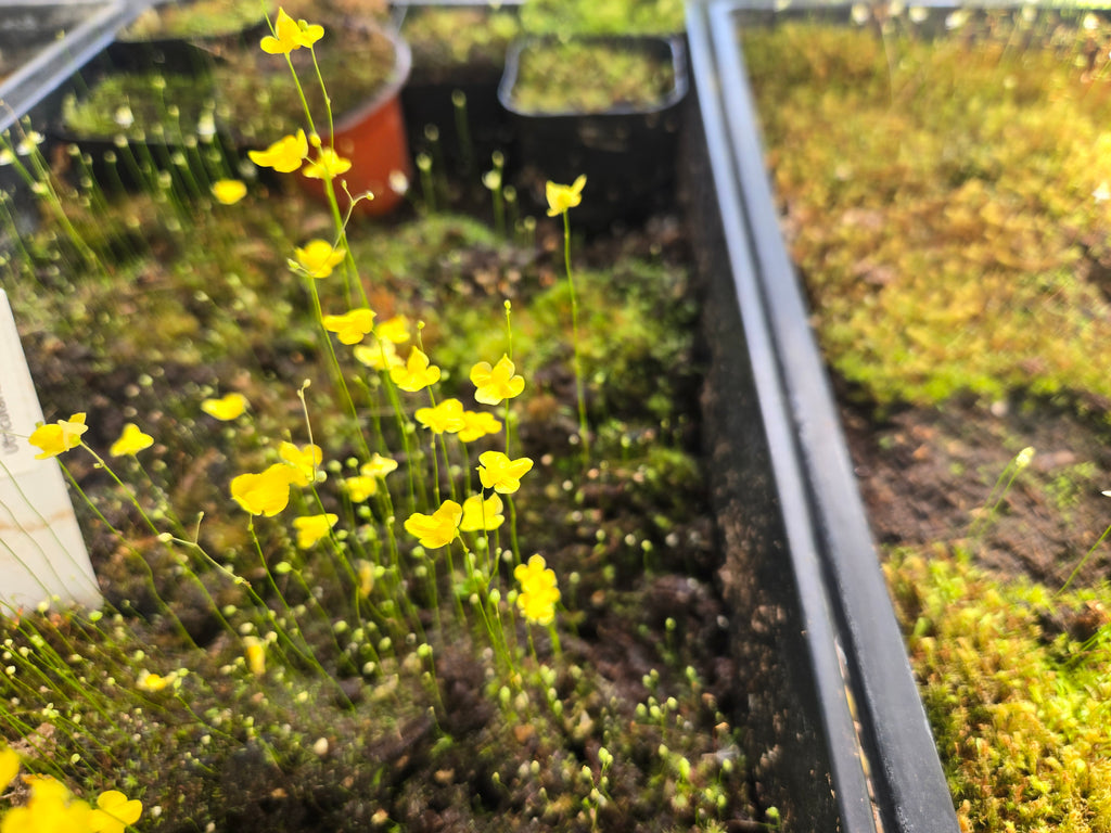 Carnivorous Plant 2 Pack- (Sundew & Bladderwort) Drosera Capensis, Utricularia Subulat