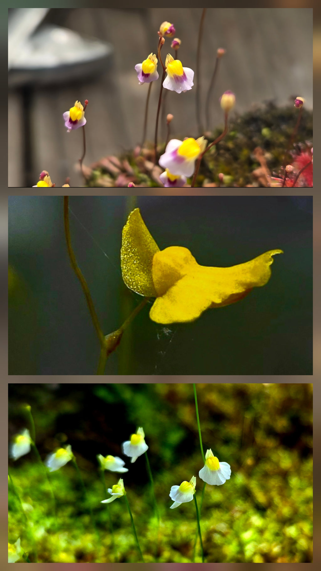 Bladderwort 3 Pack- Utricularia Blanchetii, Utricularia Subulata, Utricularia Bisquamata