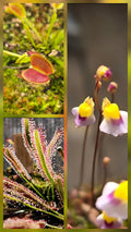 Carnivorous Plant 3 Pack- Venus Flytrap, Sundew, Bladderwort