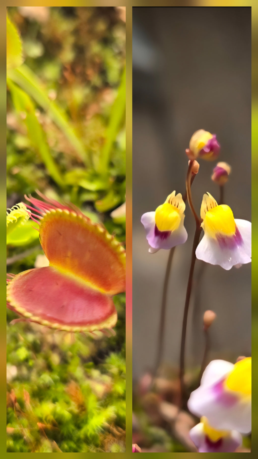 Carnivorous Plant 2 Pack- (Venus Flytrap & Sundew) Dionaea Muscipula & Utricularia Blanchetii