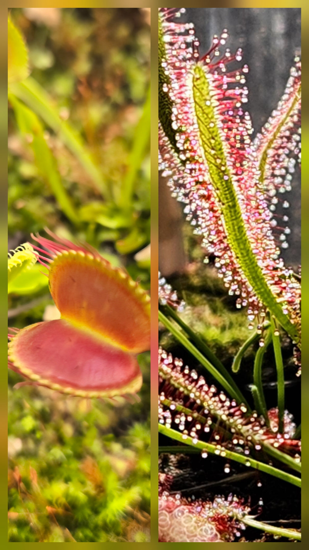 Carnivorous Plant 2 Pack- (Venus Flytrap & Sundew) Dionaea Muscipula & Drosera Capensis